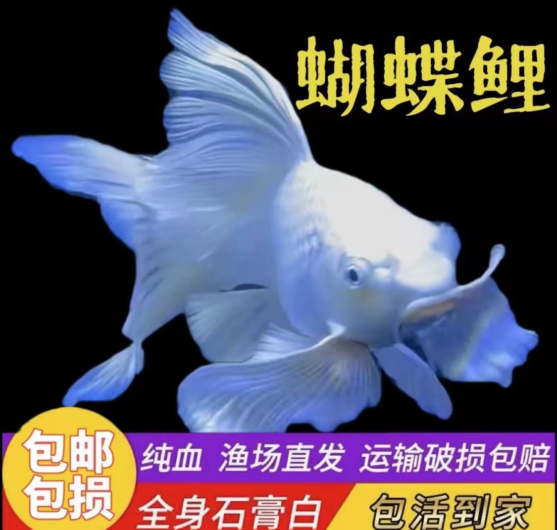 蝴蝶鲤11-20cm【包活到家】简介勿拍需要问主播白色观赏鱼活体发货