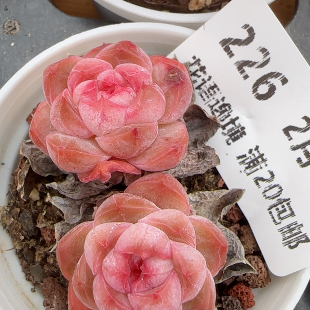 花语逸镜0207-226