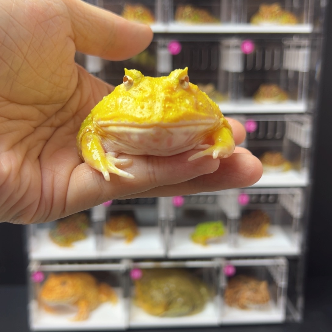 角蛙蛋黄角蛙7/8cm