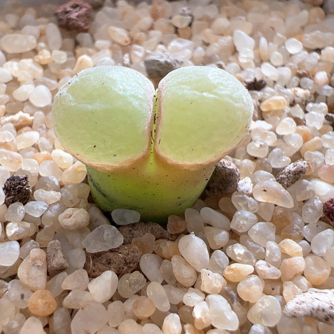 777优选1804.2桃烟风铃