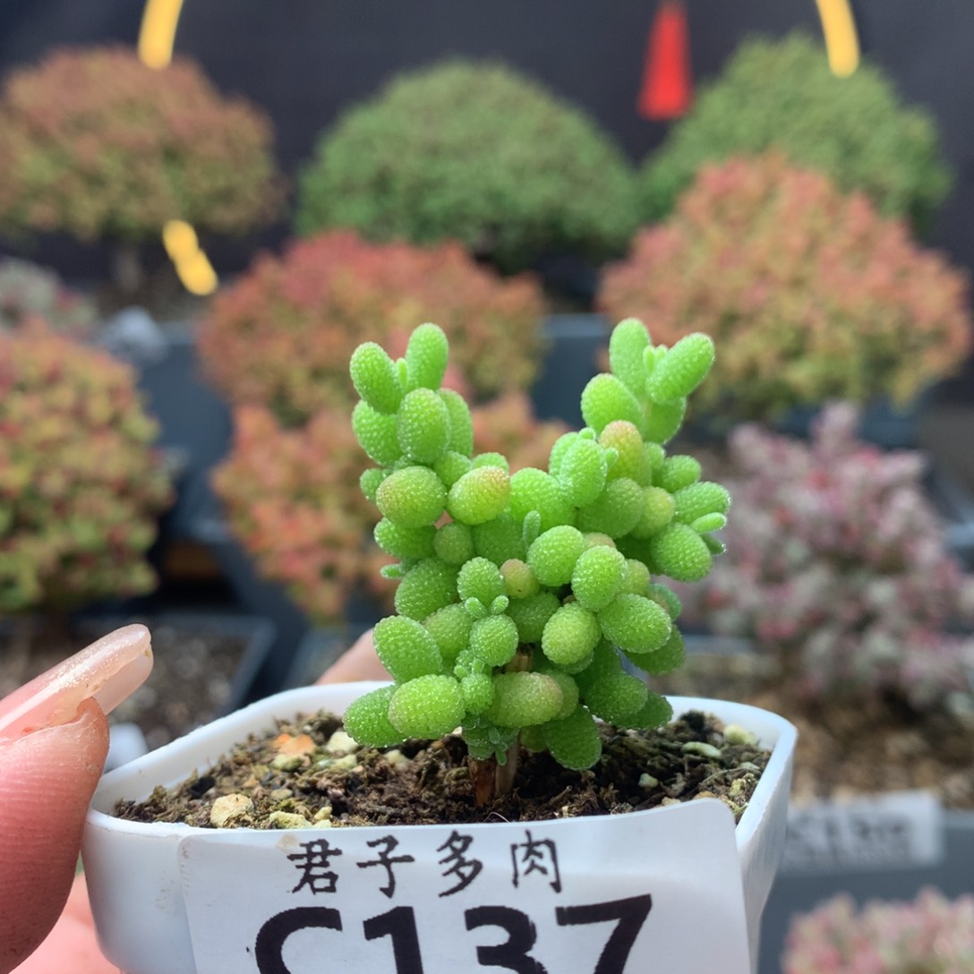 c137金桔枝干番杏