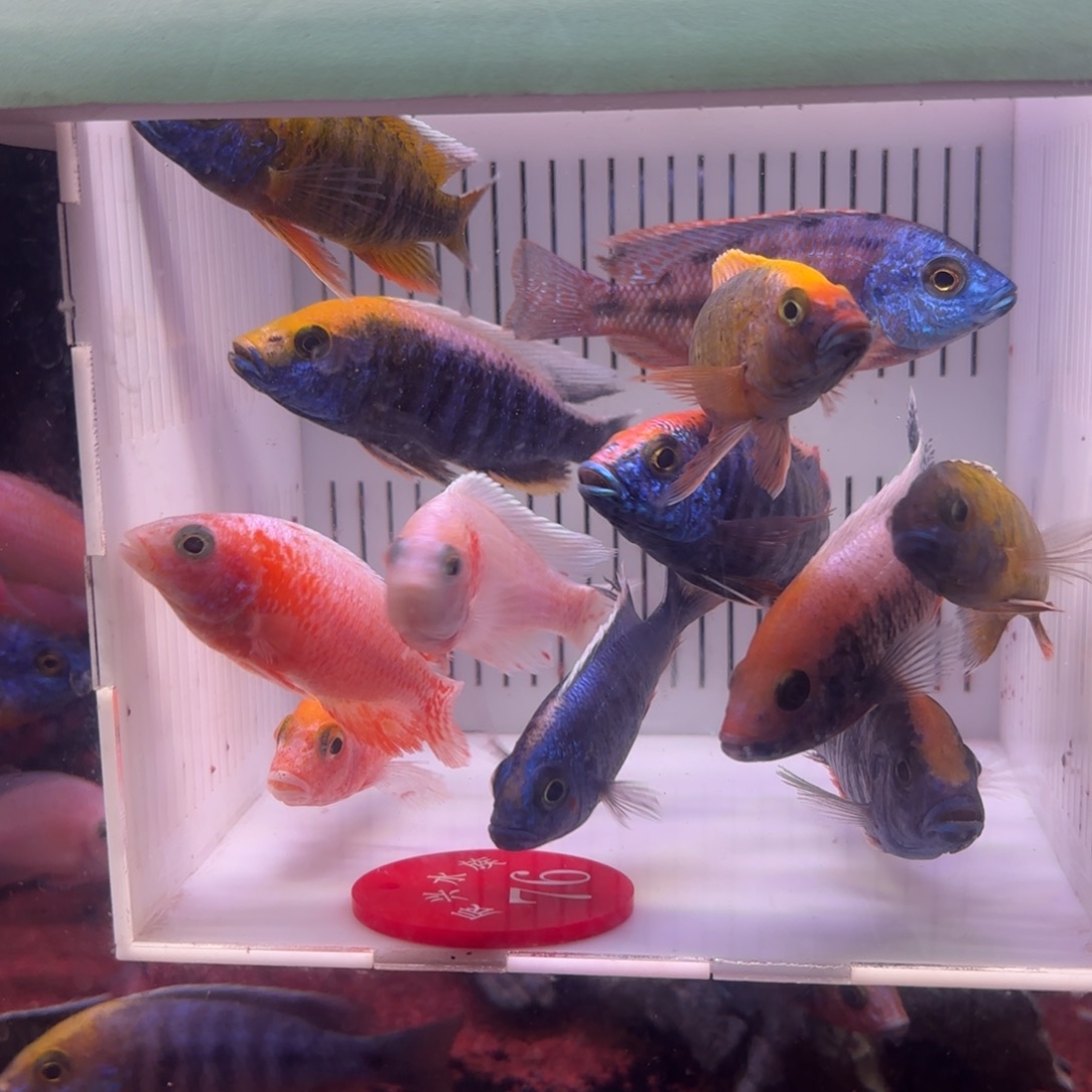 慈鲷鱼直播76号12条其中备损2条