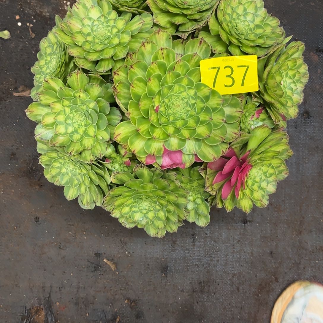 哈哈多肉葡萄知否我737