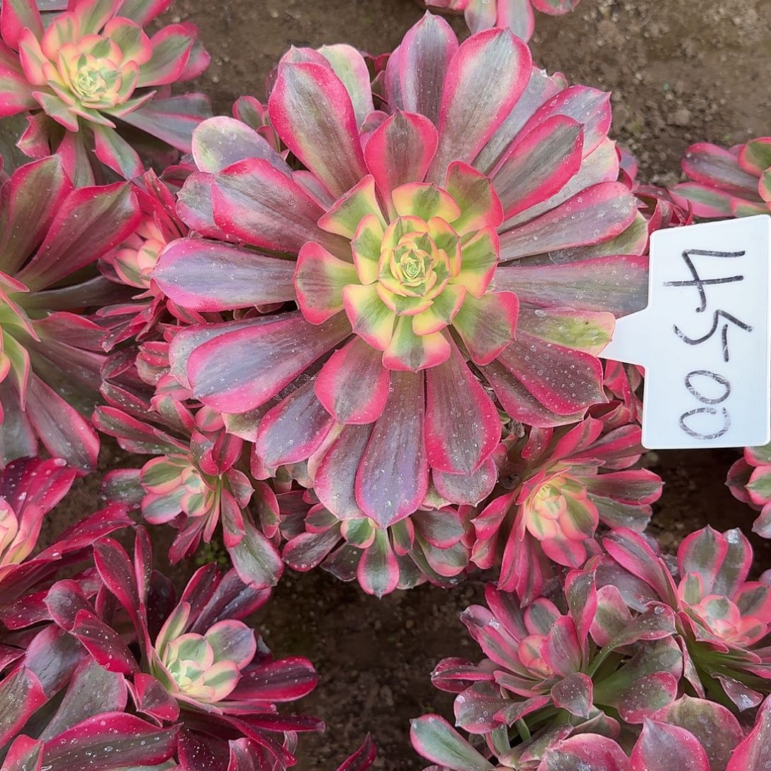 4500桃夭多肉法师