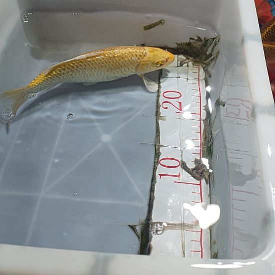 海水鱼锦鲤冷水鱼好养活