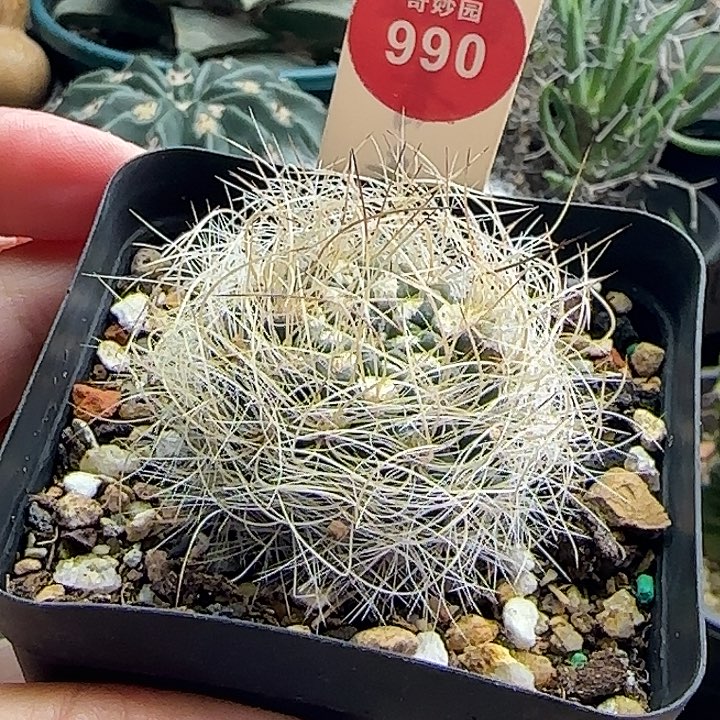 实生狂刺银翁玉一颗