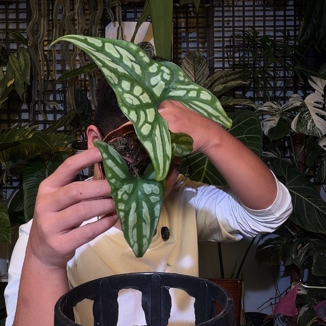 完全开放F289非洲鬼面