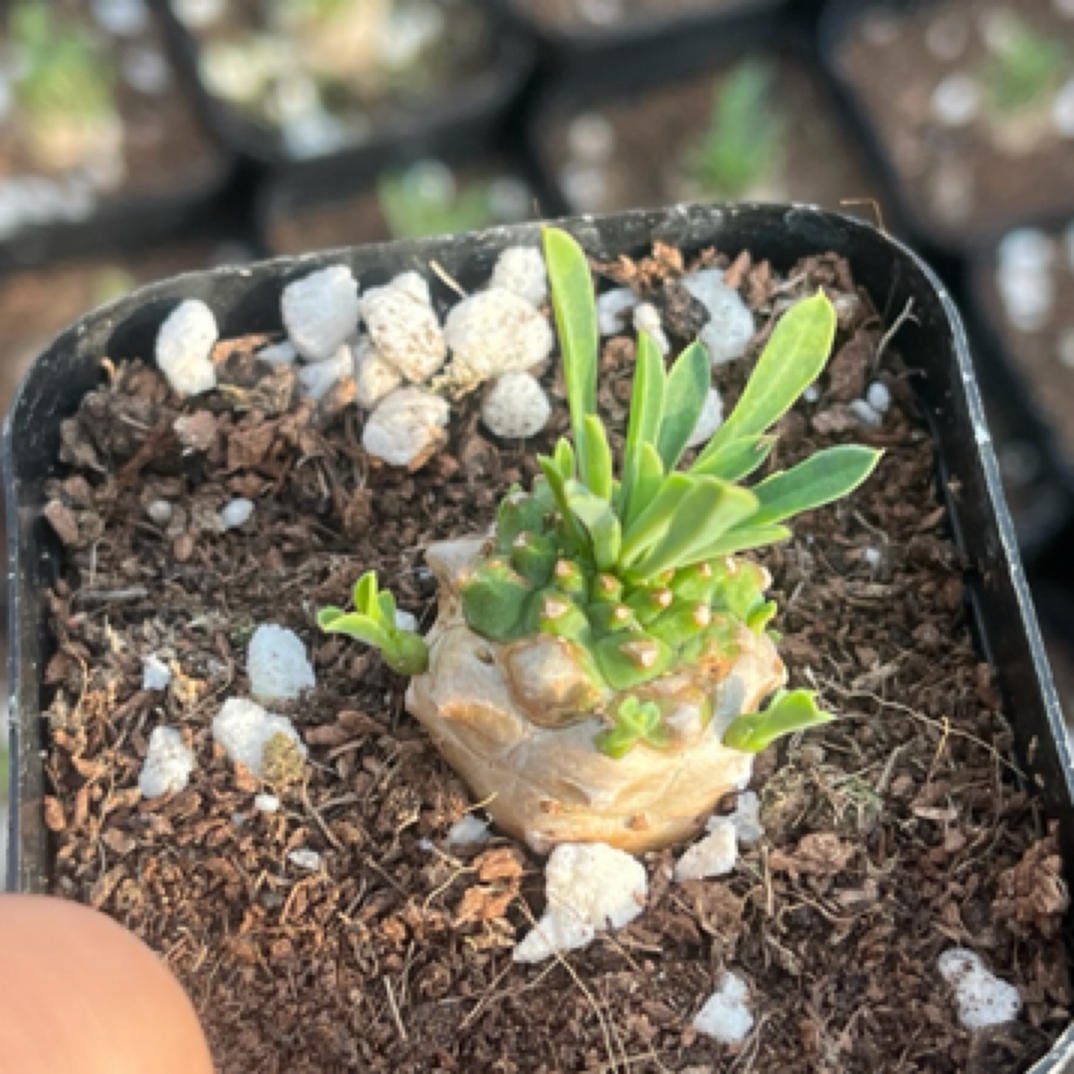 峨眉山块根多肉植物一盆