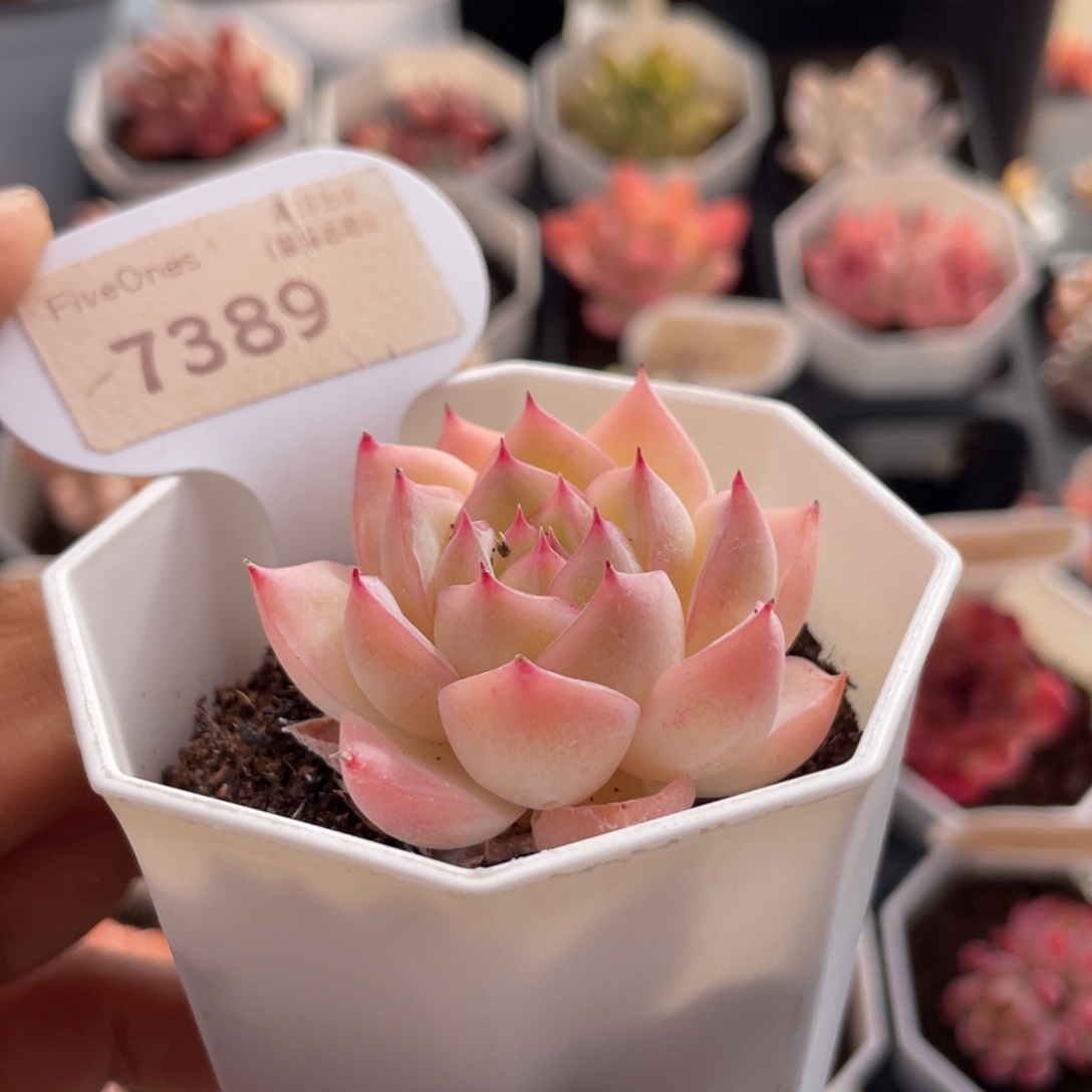 水晶玫瑰7389-4.5厘米