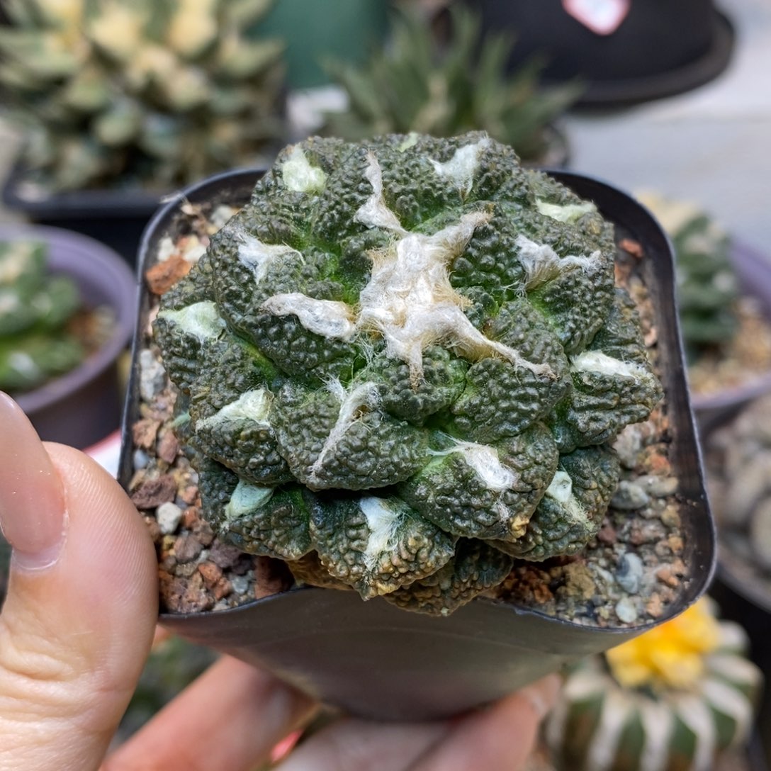      26号 自根龟甲连山5.5公分带盆土