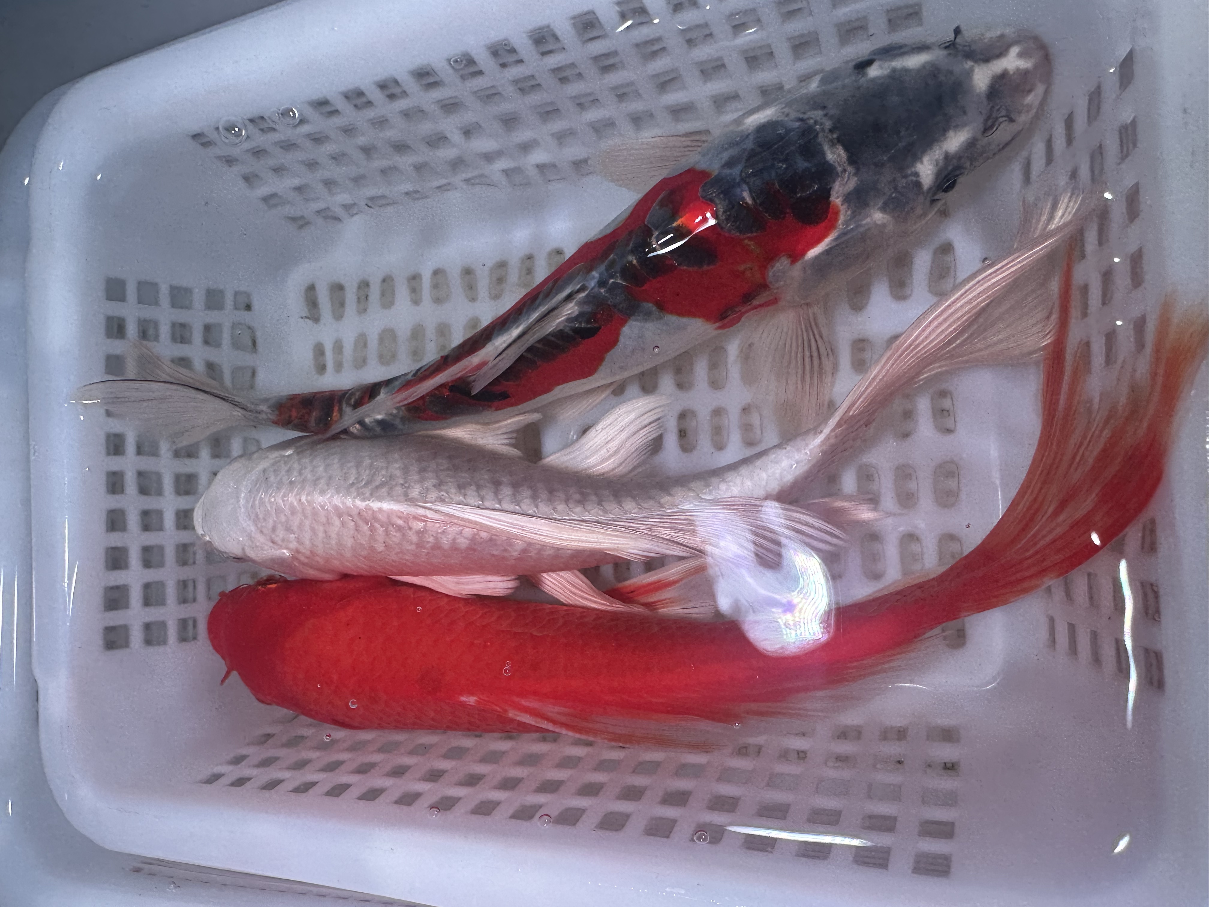 【三条装】18-23红蝴蝶德系彩龙白蝴蝶冷水鱼锦鲤观赏鱼包邮