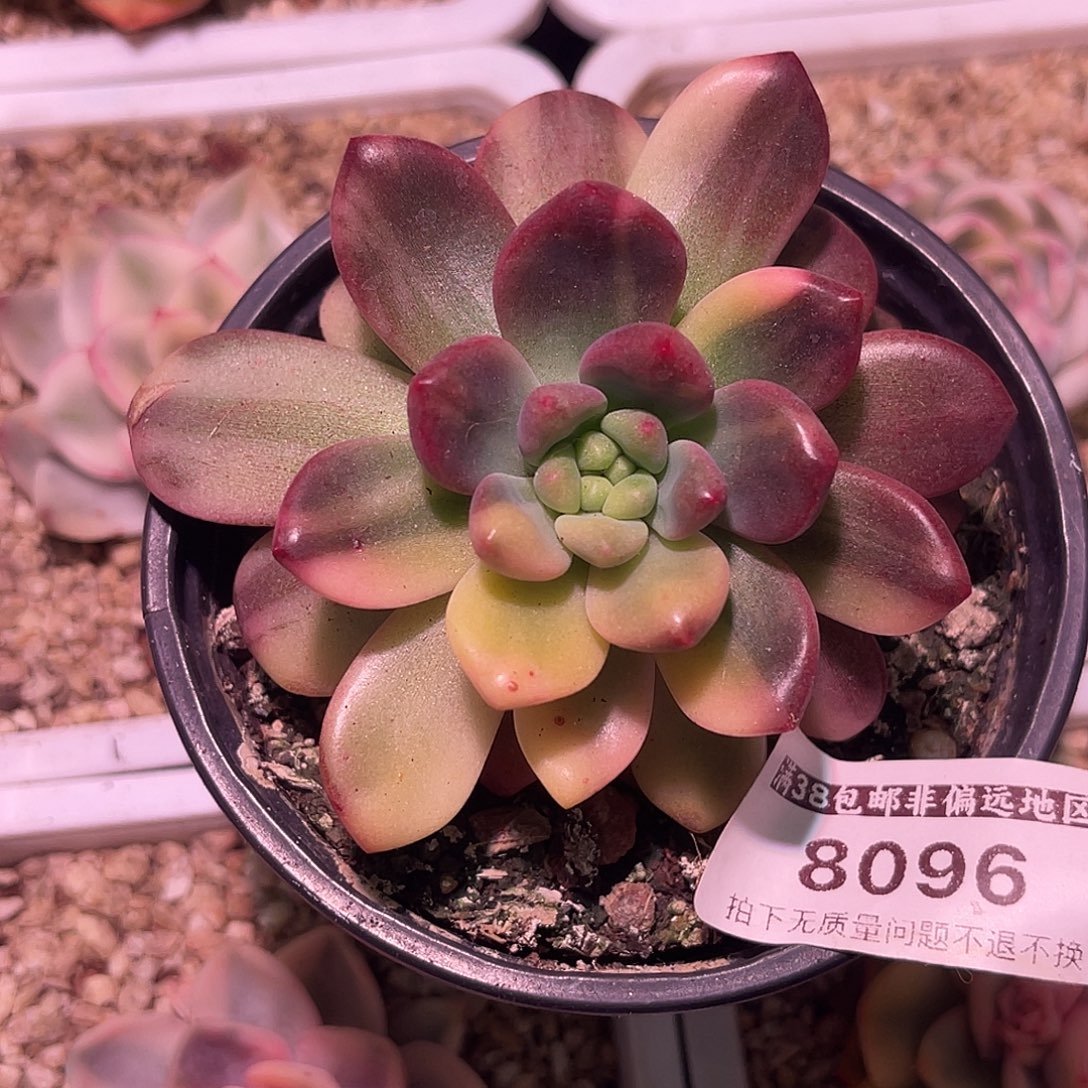 回***影尚品园艺天堂锦8096