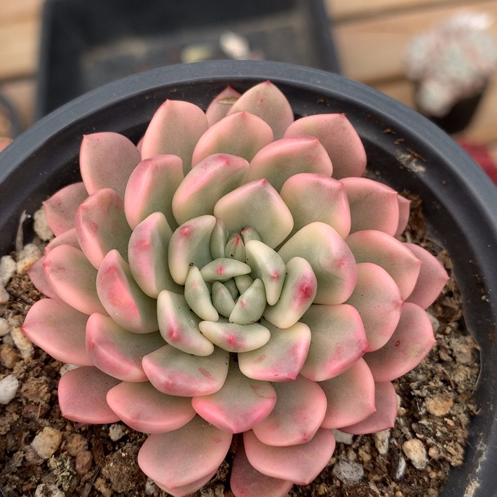 红宝石锦多肉植物