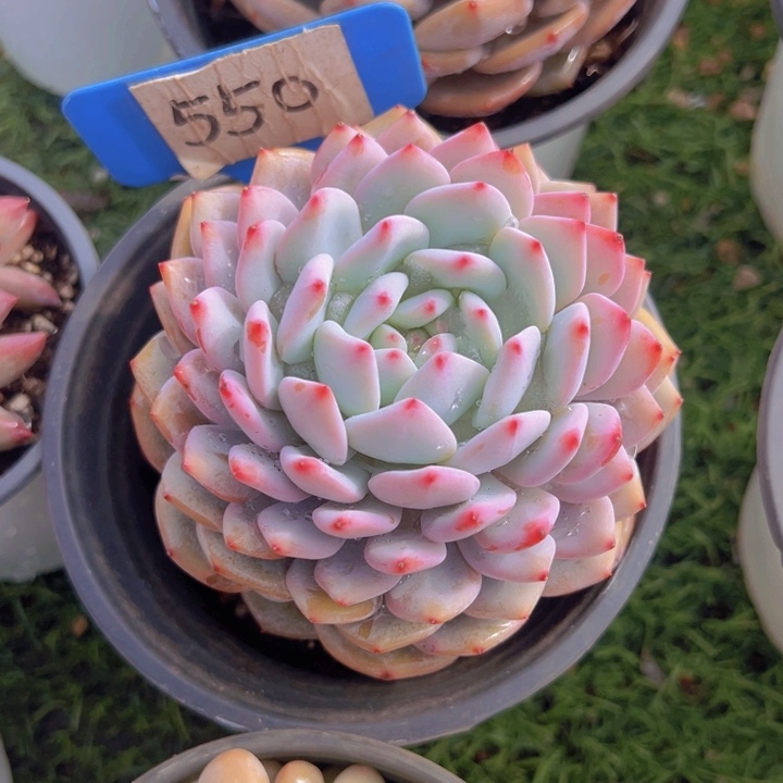 健健康康平平安安