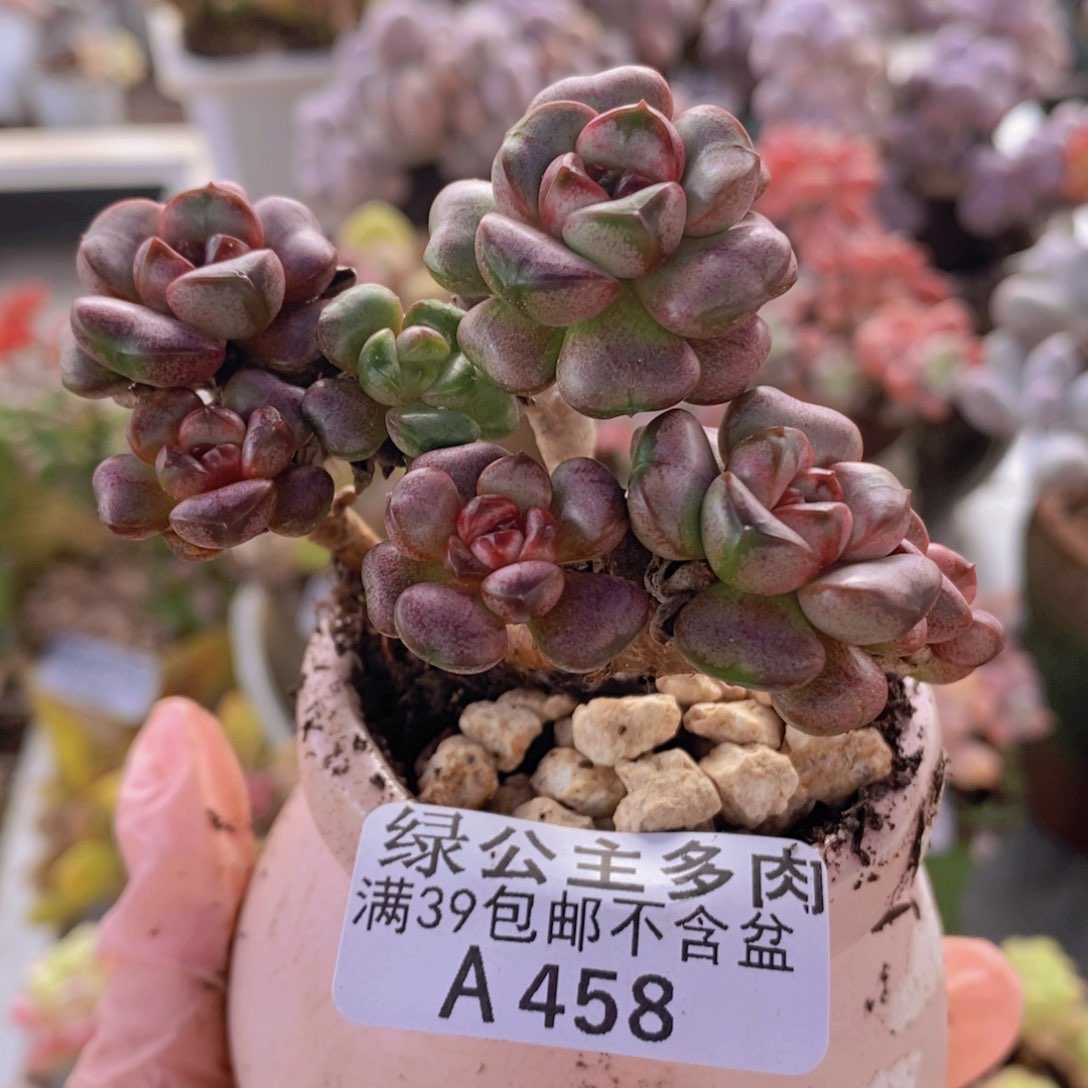 葡萄老桩有砍7cm458多肉植物