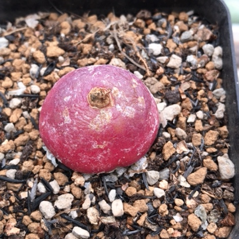 略*多肉肉锥 大灯泡