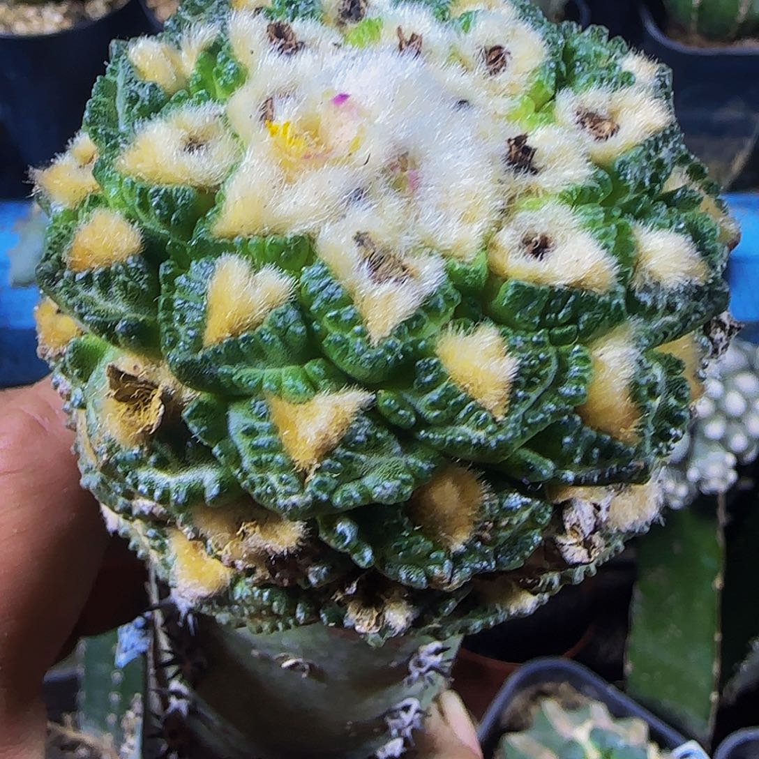 老系小尤龟甲727。  