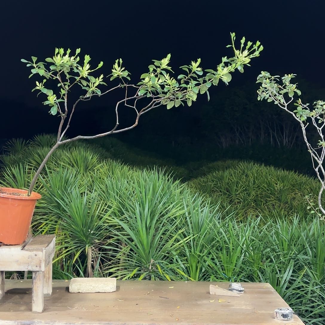 盆景诗**华盆景精品海岛春花