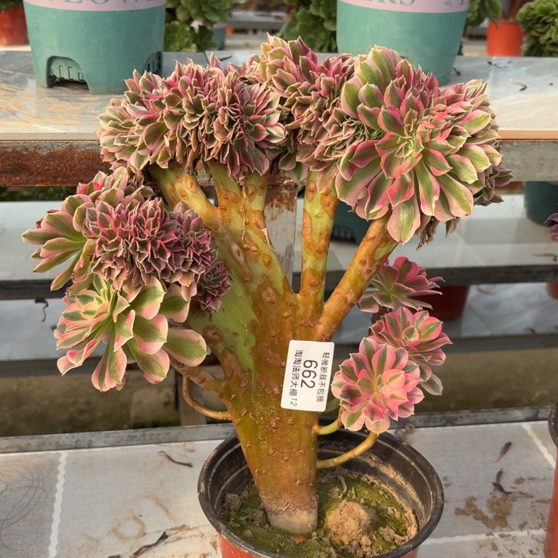 662粉女巫缀化多肉植物