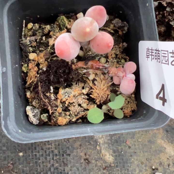 栀***瑜多肉植物4多肉植物