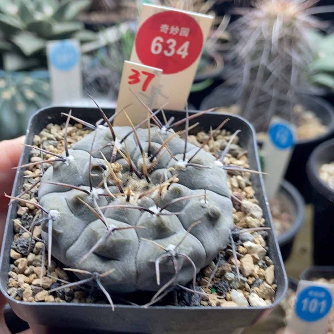 实生上腊黑刺铅皮5.1cm