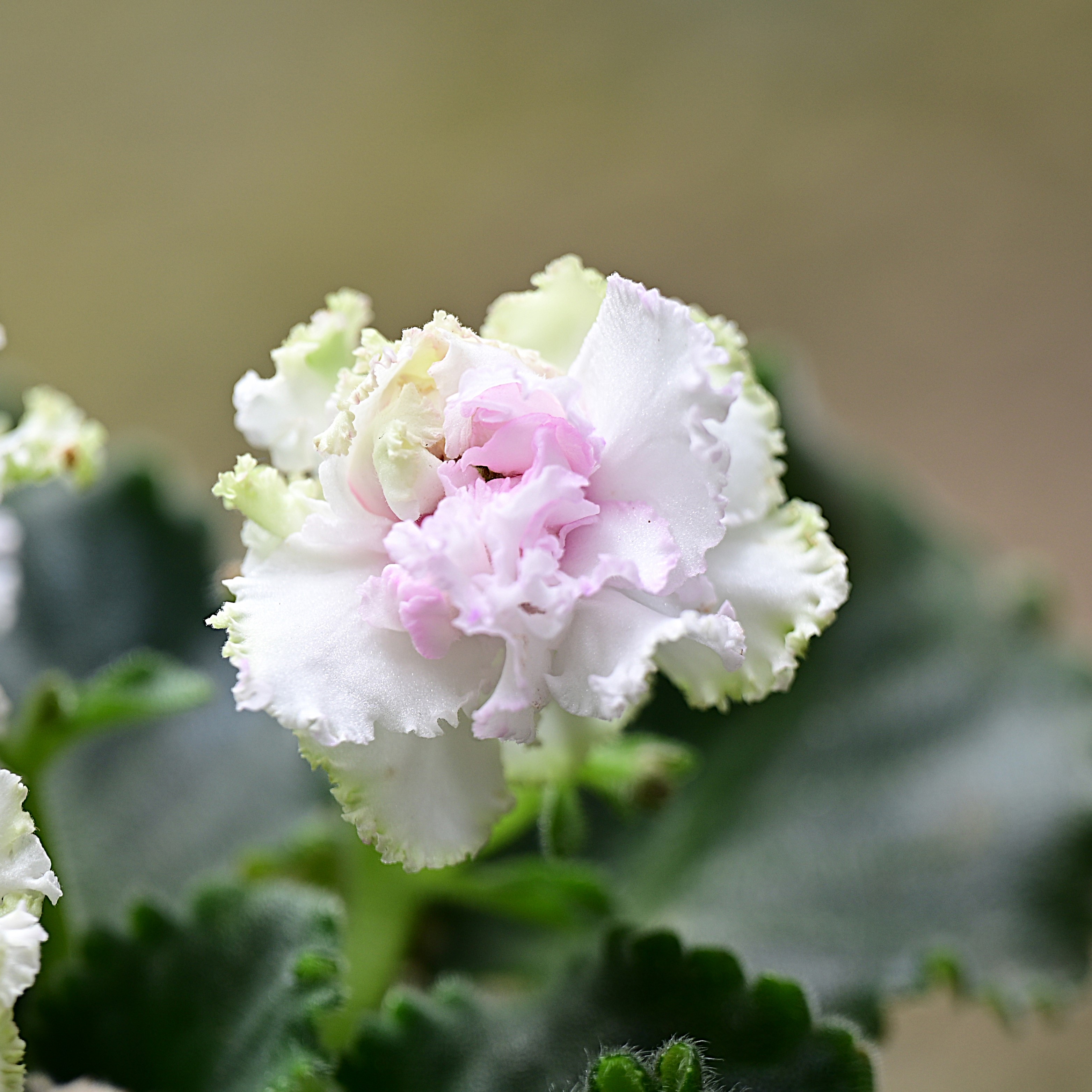 粉蔷薇 标准款9.5cm盆 非洲堇  四季室内开花 多年生常绿