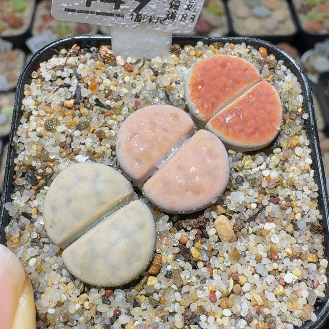 Ssss精品生石花449