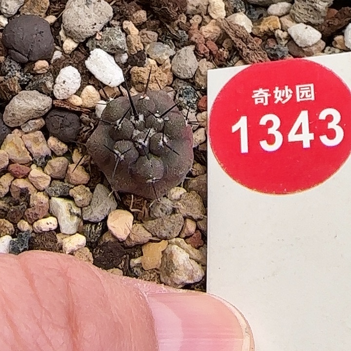 实生优选黑王丸1.5cm