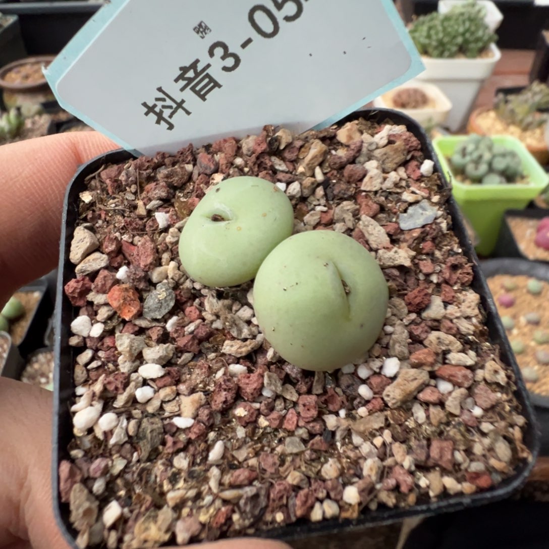 米***多3-54肉锥多肉植物，