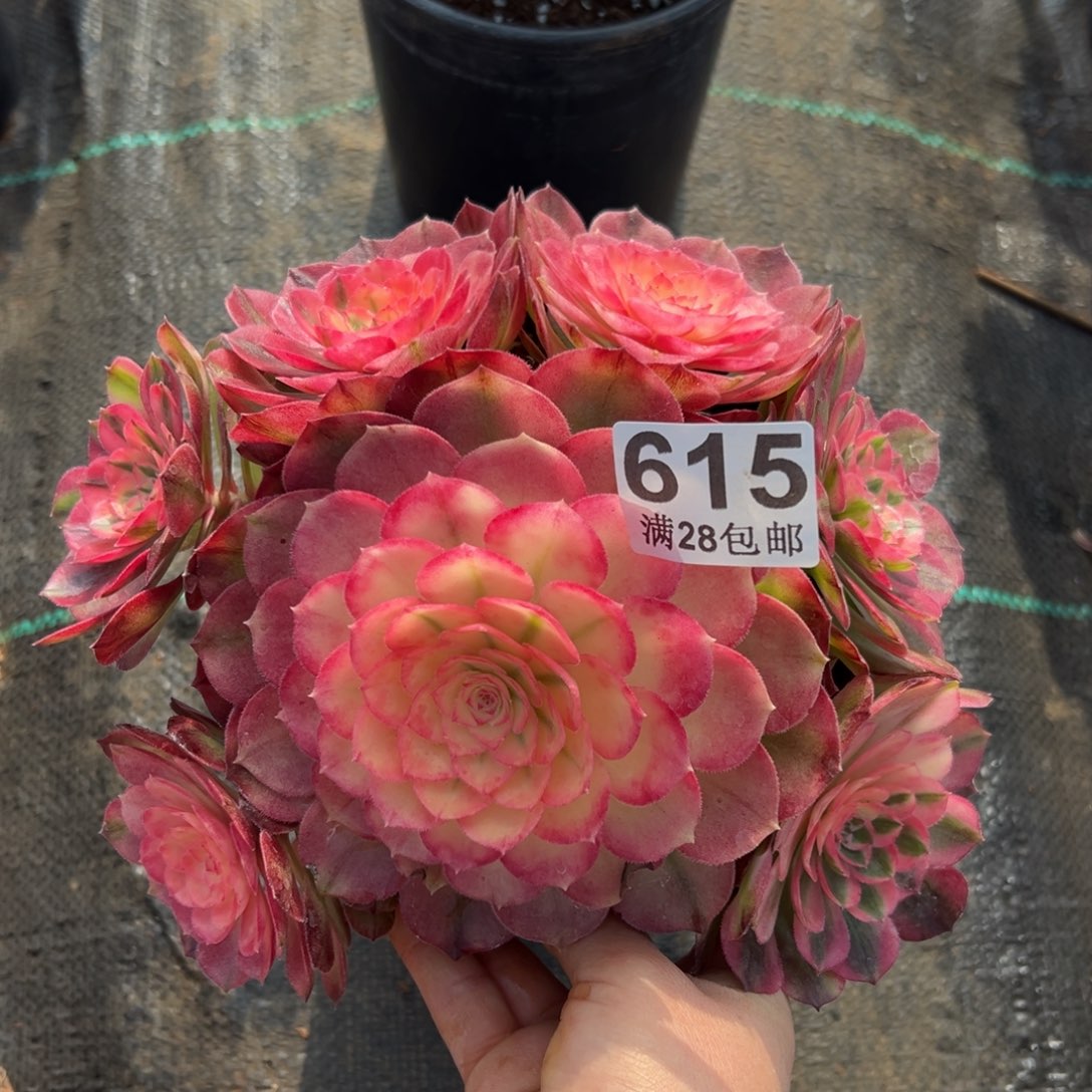 多肉植物615荔枝