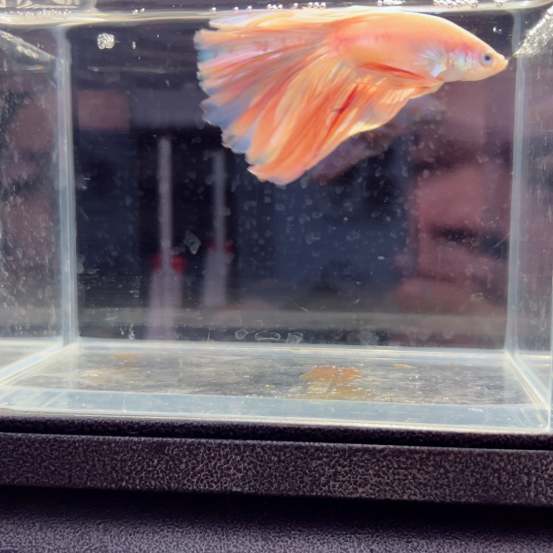 斗鱼浅色特殊尾hhhh