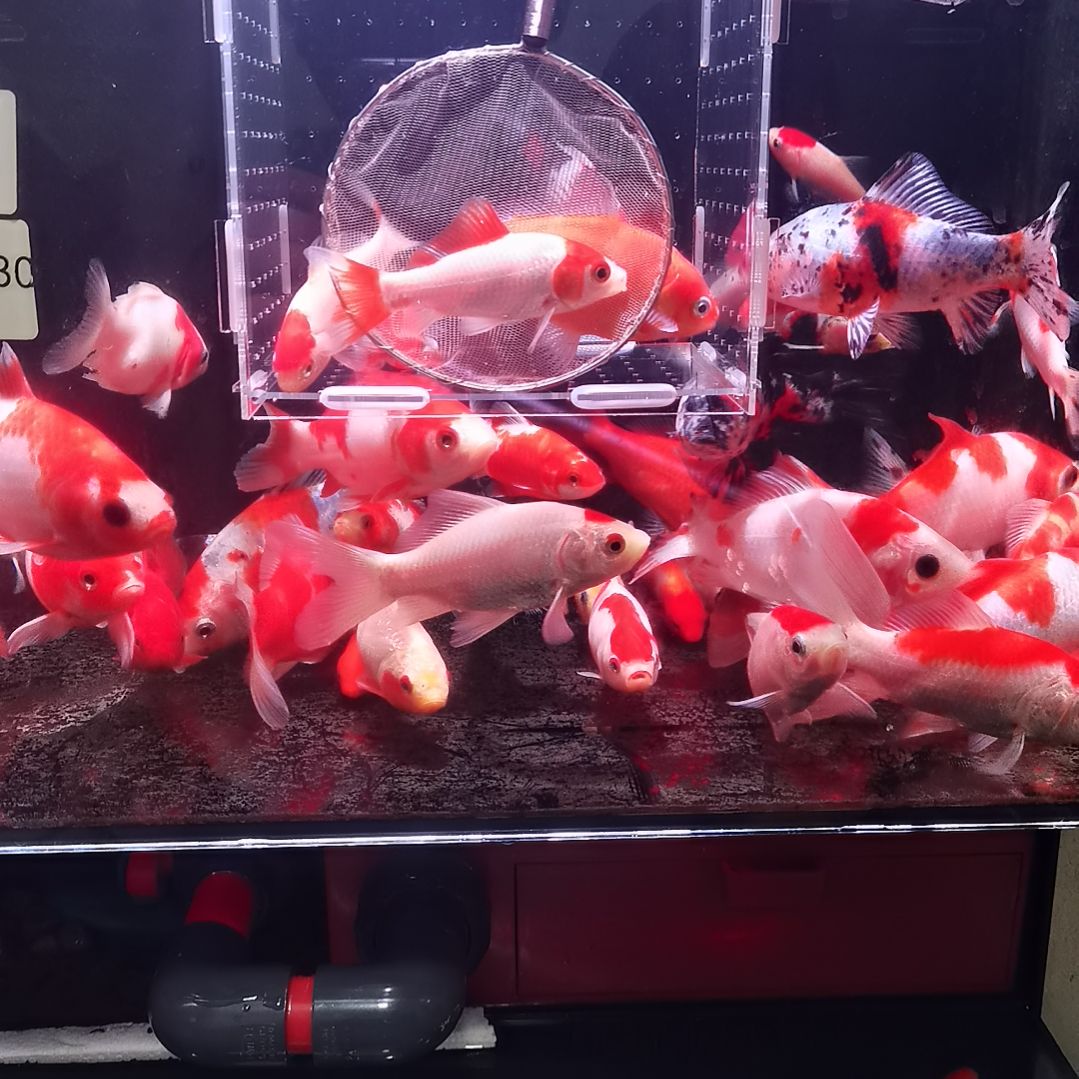 海水鱼红白草金红头红尾