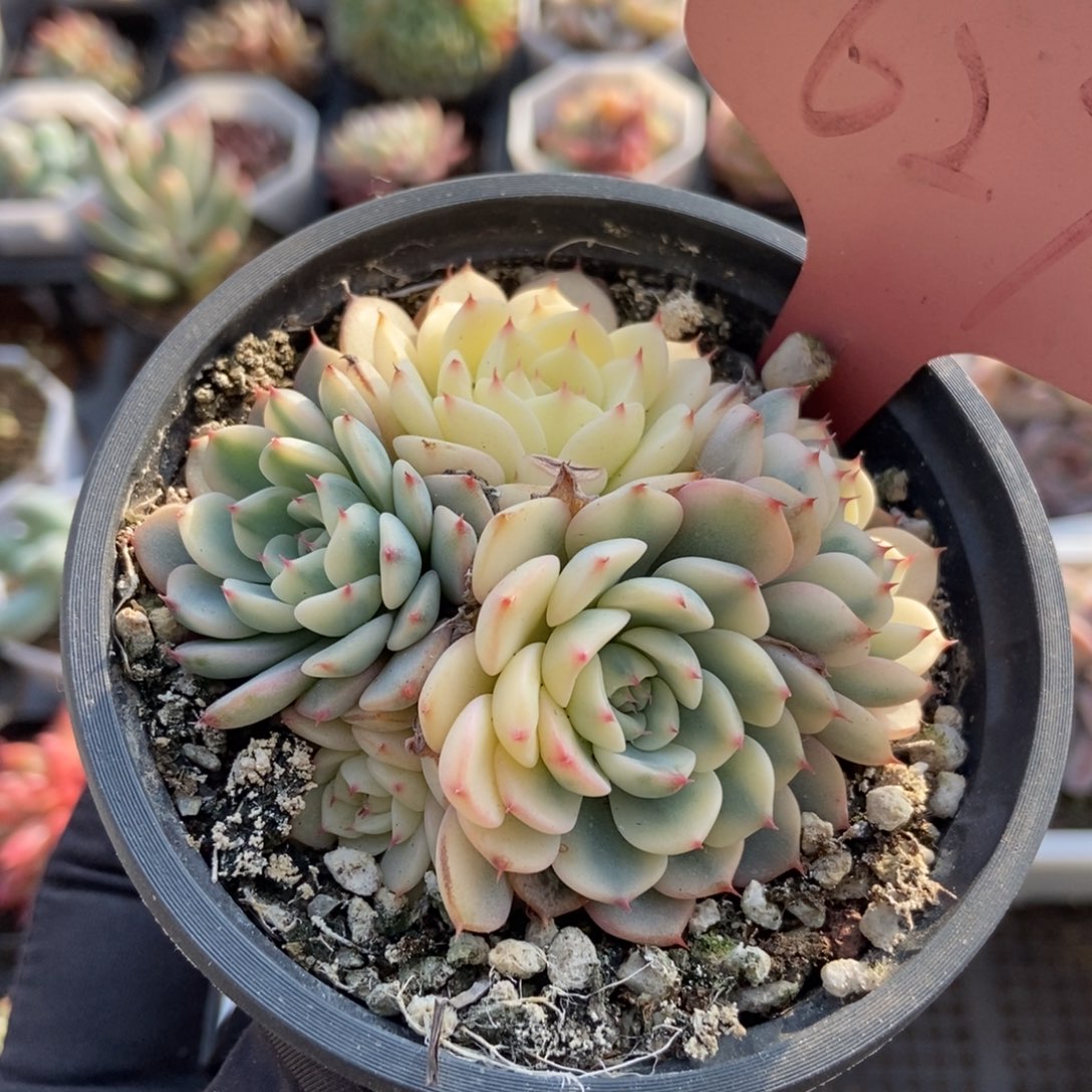 627忌廉锦多肉植物