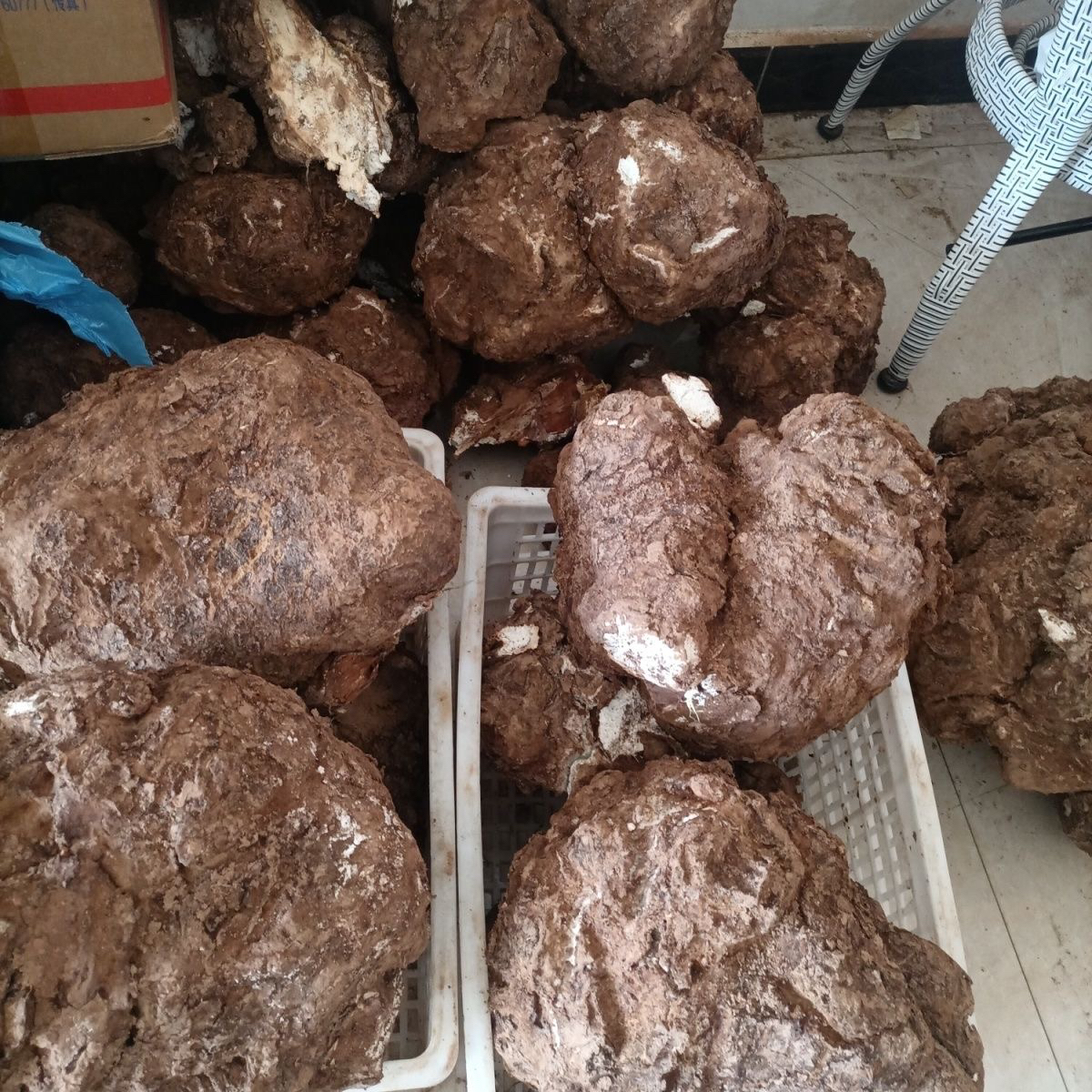 云南原生态茯苓健脾利水消肿定心安神益心新鲜祛湿白茯苓正品