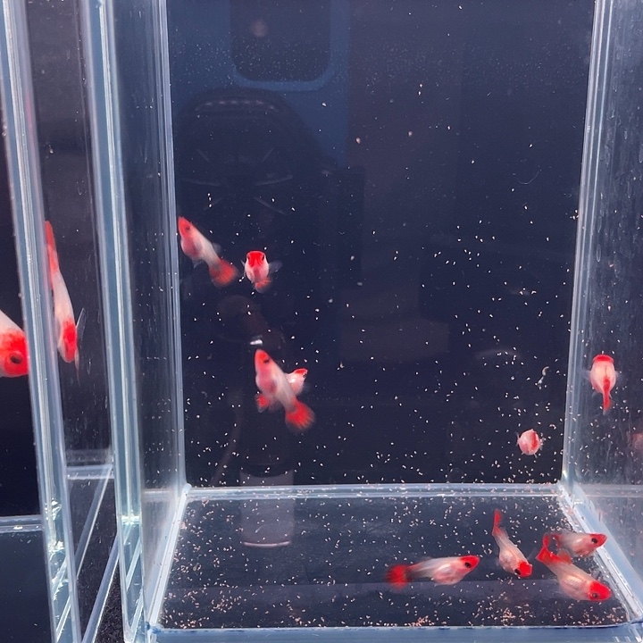 孔雀鱼红头玻璃猫鱼苗10