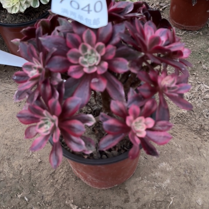 7040白婚纱多肉植物