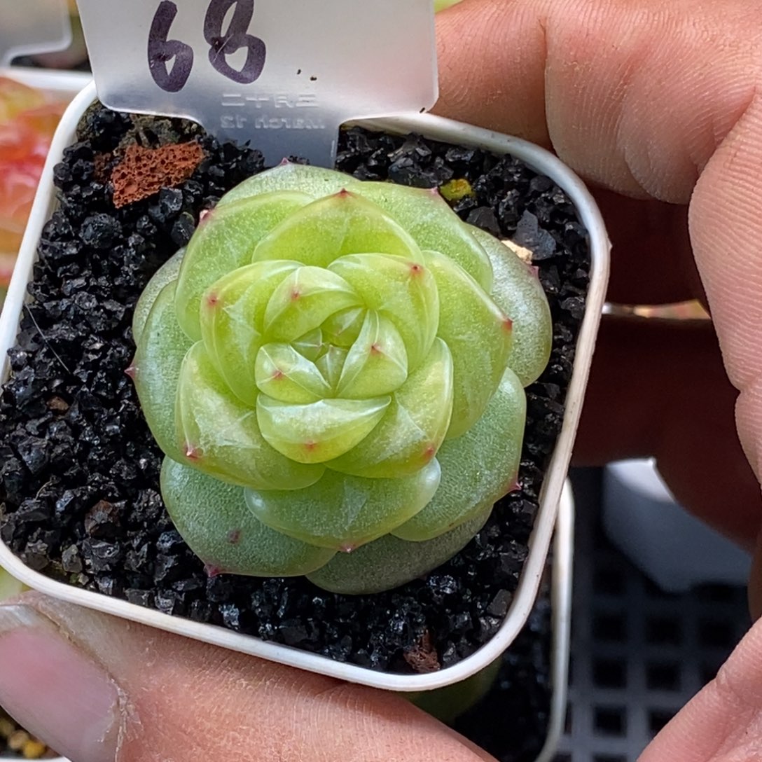 天官赐福百无禁忌