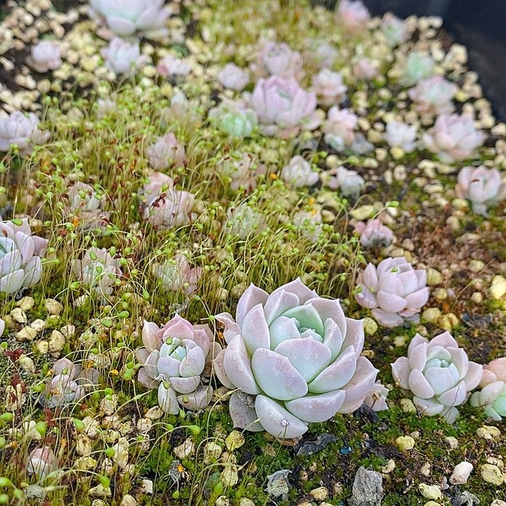 20 多肉植物盆栽花卉盆栽