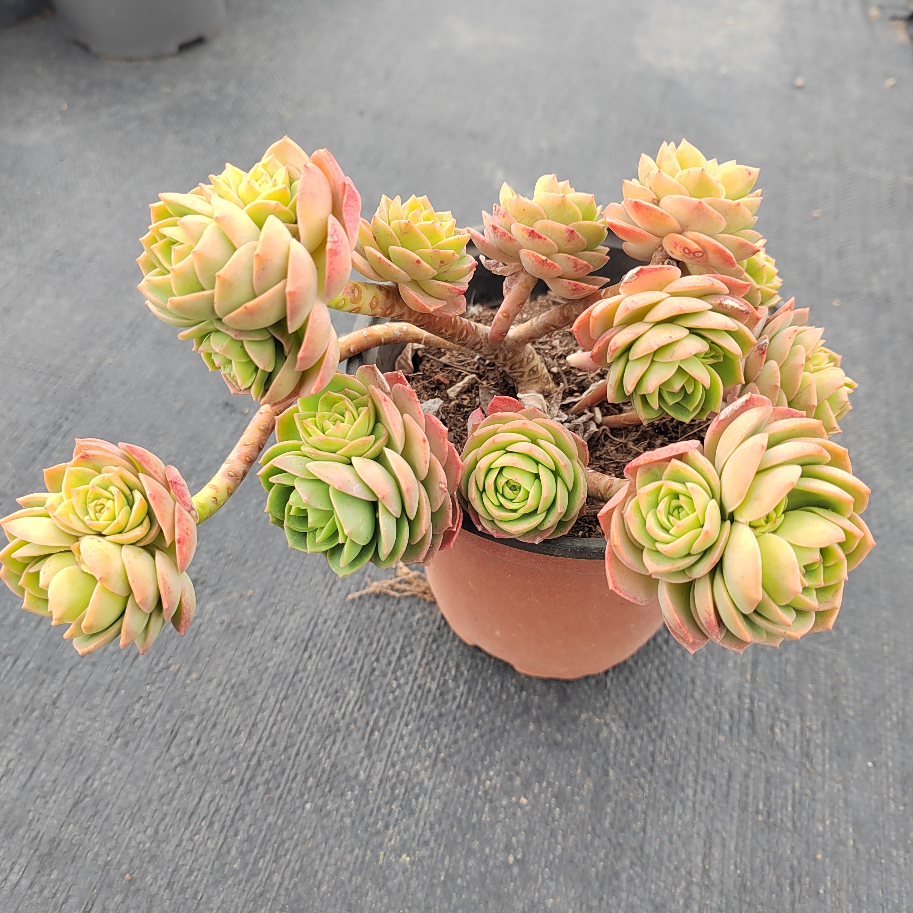 缓释肥小粉药杀菌药多肉植物仙人掌伴土杀菌药