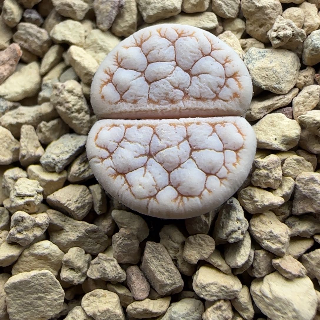 670 生石花大棚直播