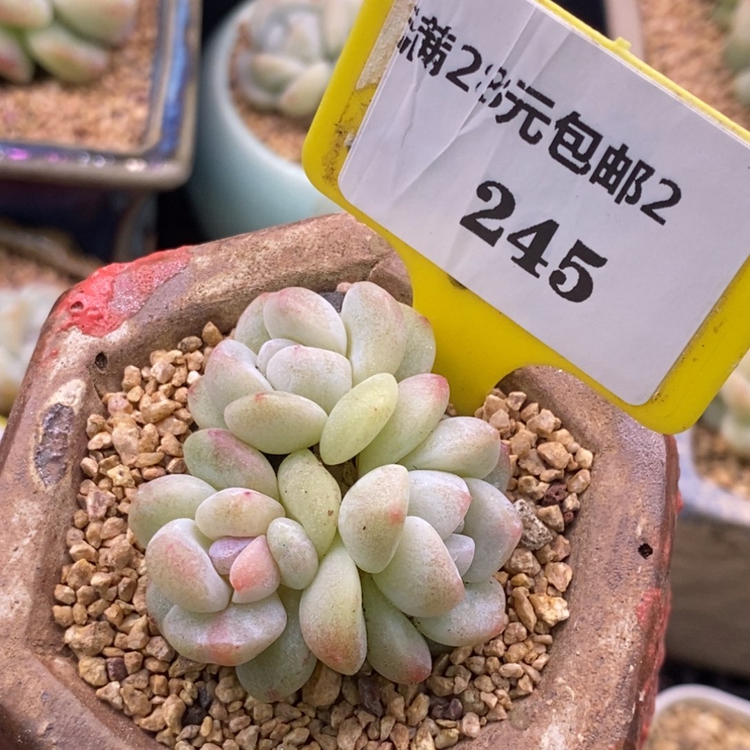 2245冰玉石化群带锦