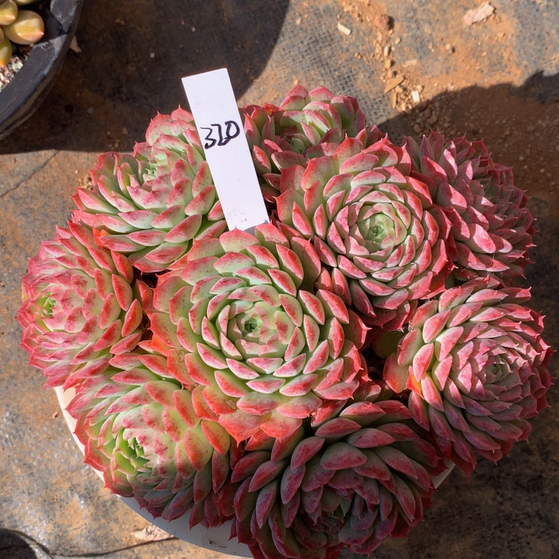 朱砂痣多日租合集777272727