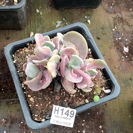 中提琴锦缀149 亏本处理退款拉黑7-8天发货