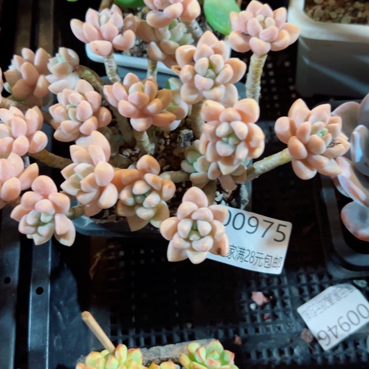 幸运的是我还没遇到