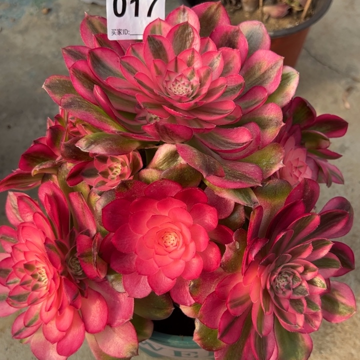 017荔枝20厘米左右