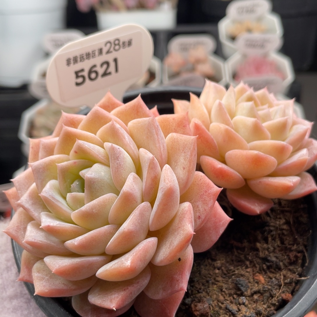 纯爱5621-11.0厘米