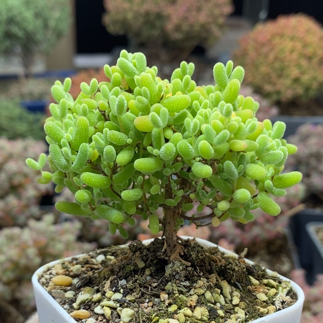 蜜橘糖球5312枝干番杏