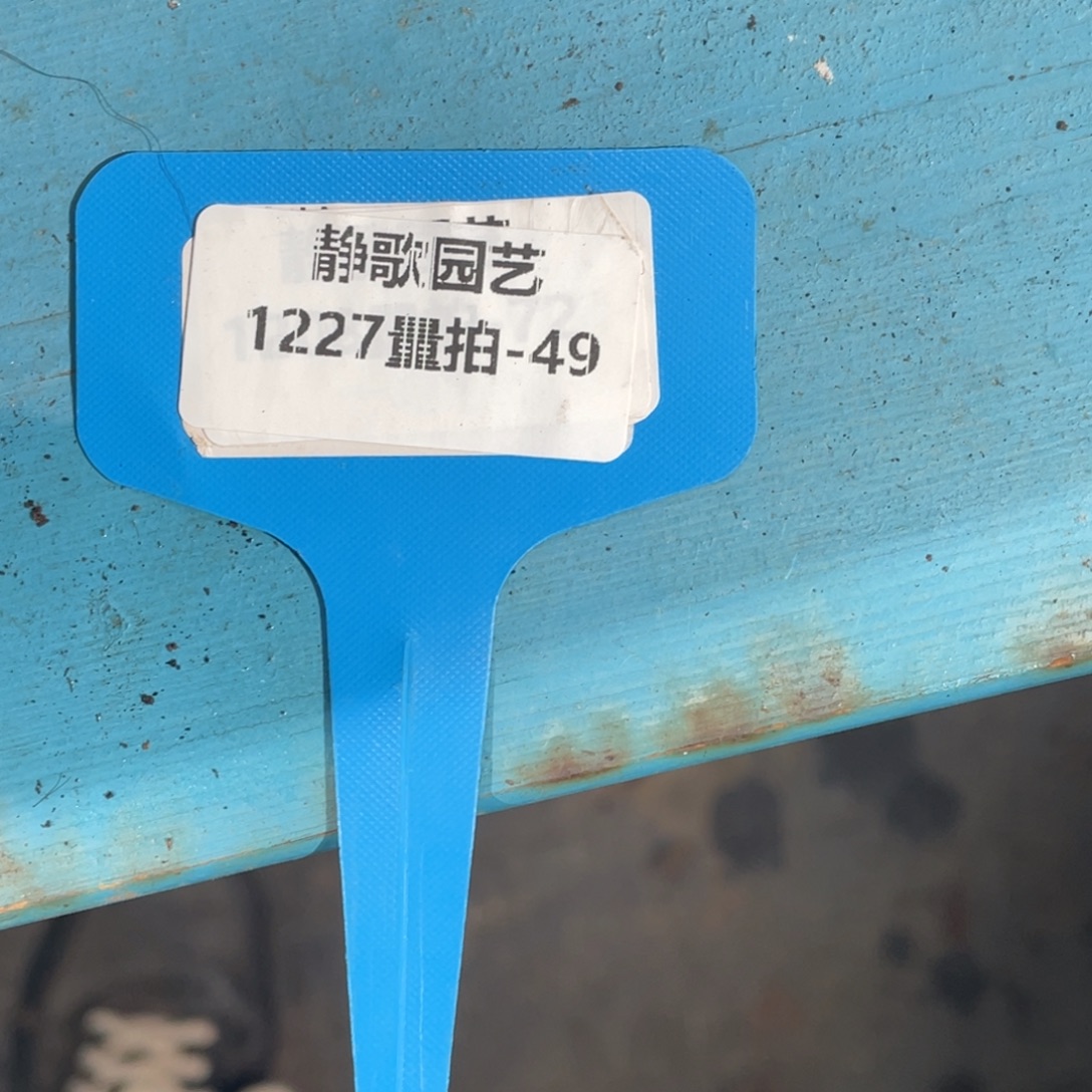 解****1227-49-所罗门多头三颗