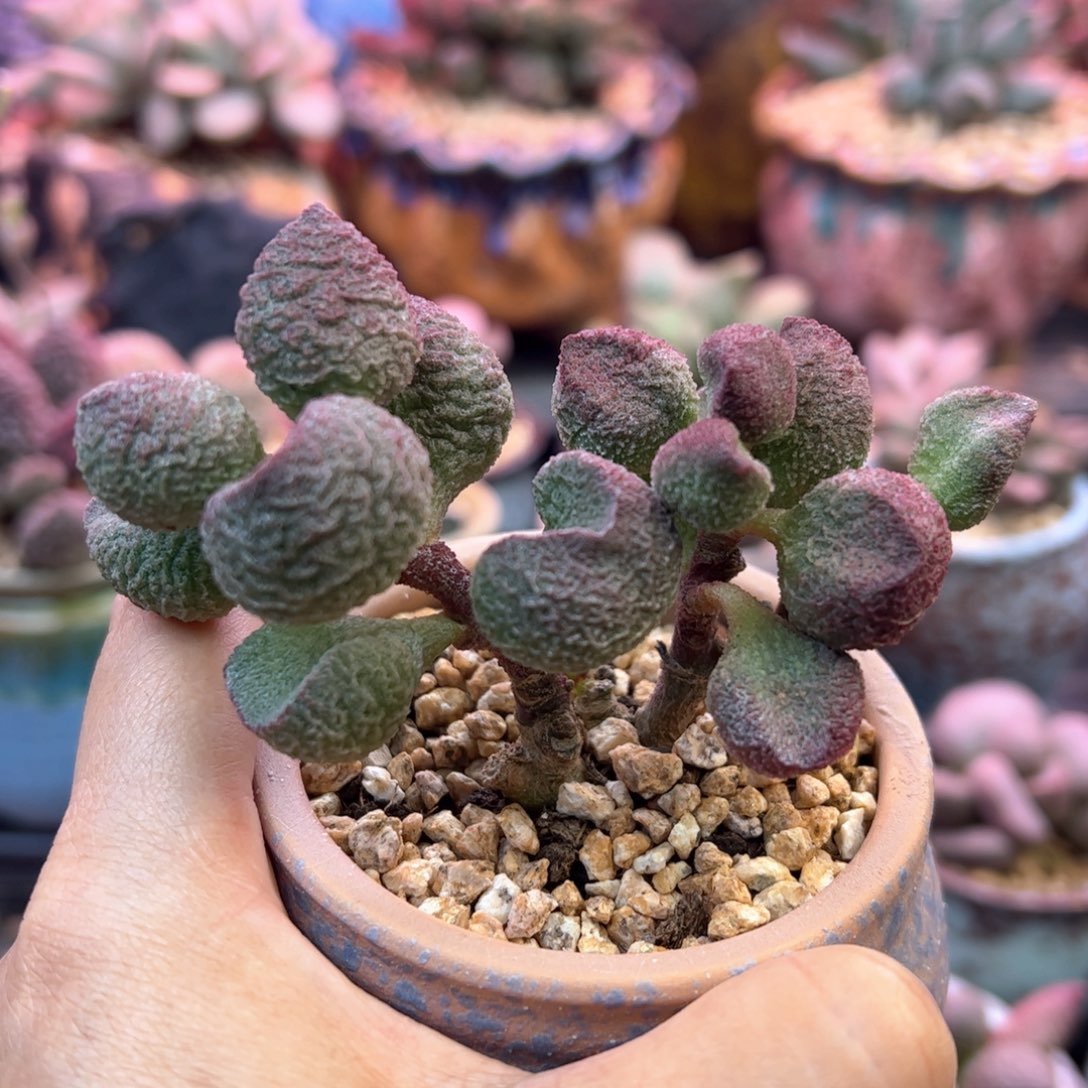 s***头水蜜桃。               