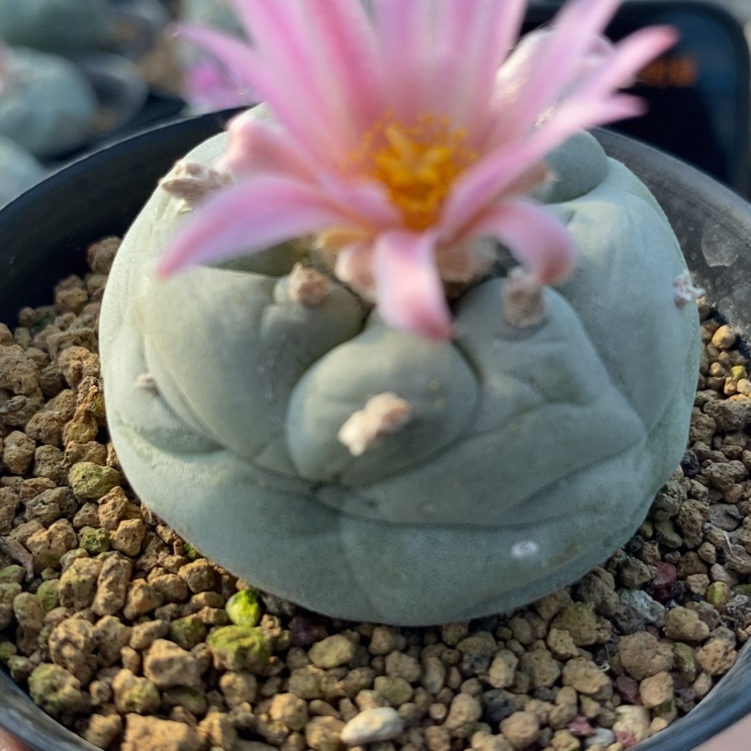 彤*无刺仙人球开花了